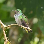 Blue-chested Hummingbird