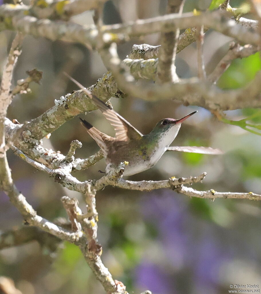 White-bellied Emerald