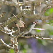 White-bellied Emerald