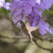 White-bellied Emerald