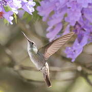 White-bellied Emerald