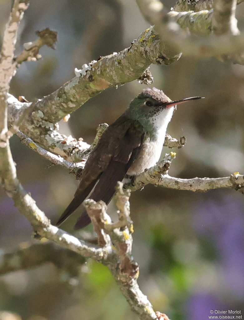 White-bellied Emerald