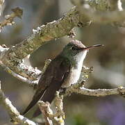 White-bellied Emerald