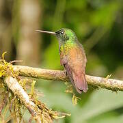 Snowy-bellied Hummingbird