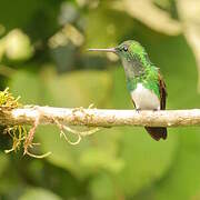 Snowy-bellied Hummingbird
