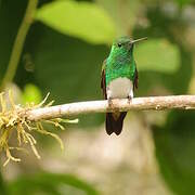 Snowy-bellied Hummingbird