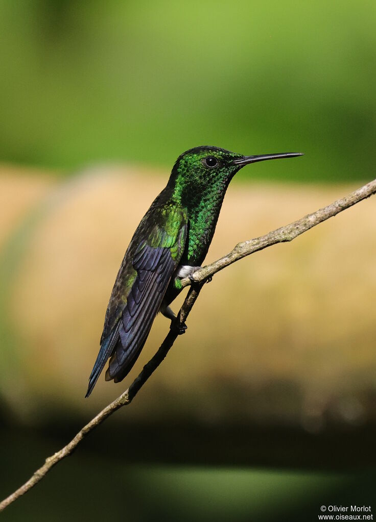 Steely-vented Hummingbird