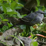 Grey Waxbill