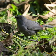 Grey Waxbill