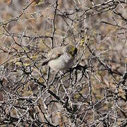 Verdin