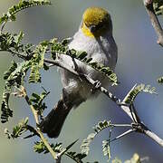 Verdin