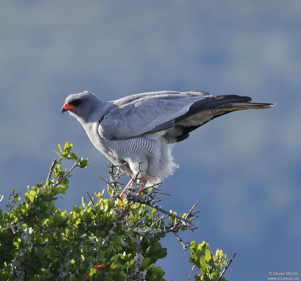 Pale Chanting Goshawk