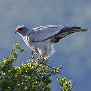 Pale Chanting Goshawk