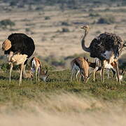 Common Ostrich