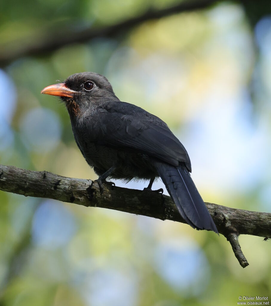 Black-fronted Nunbird