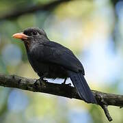 Black-fronted Nunbird