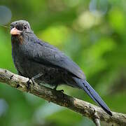 Black-fronted Nunbird