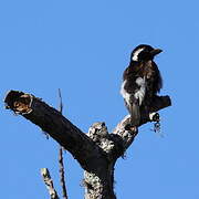 White-eared Barbet