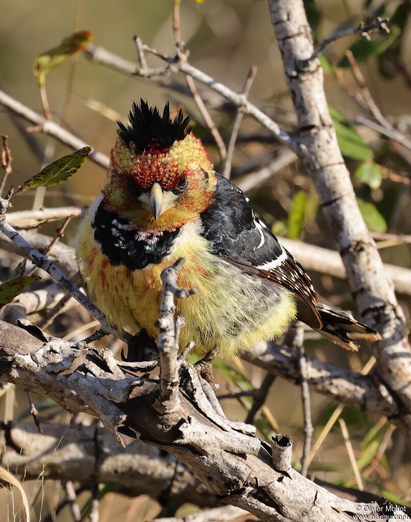 Crested Barbet