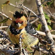 Crested Barbet