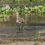 Black-tailed Godwit