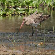 Black-tailed Godwit