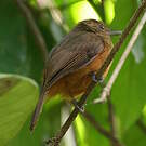 Batara cendré