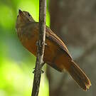 Batara cendré