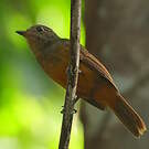 Batara cendré