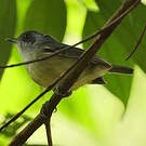 Batara gorgeret