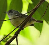 Batara gorgeret