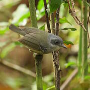 Batara gorgeret