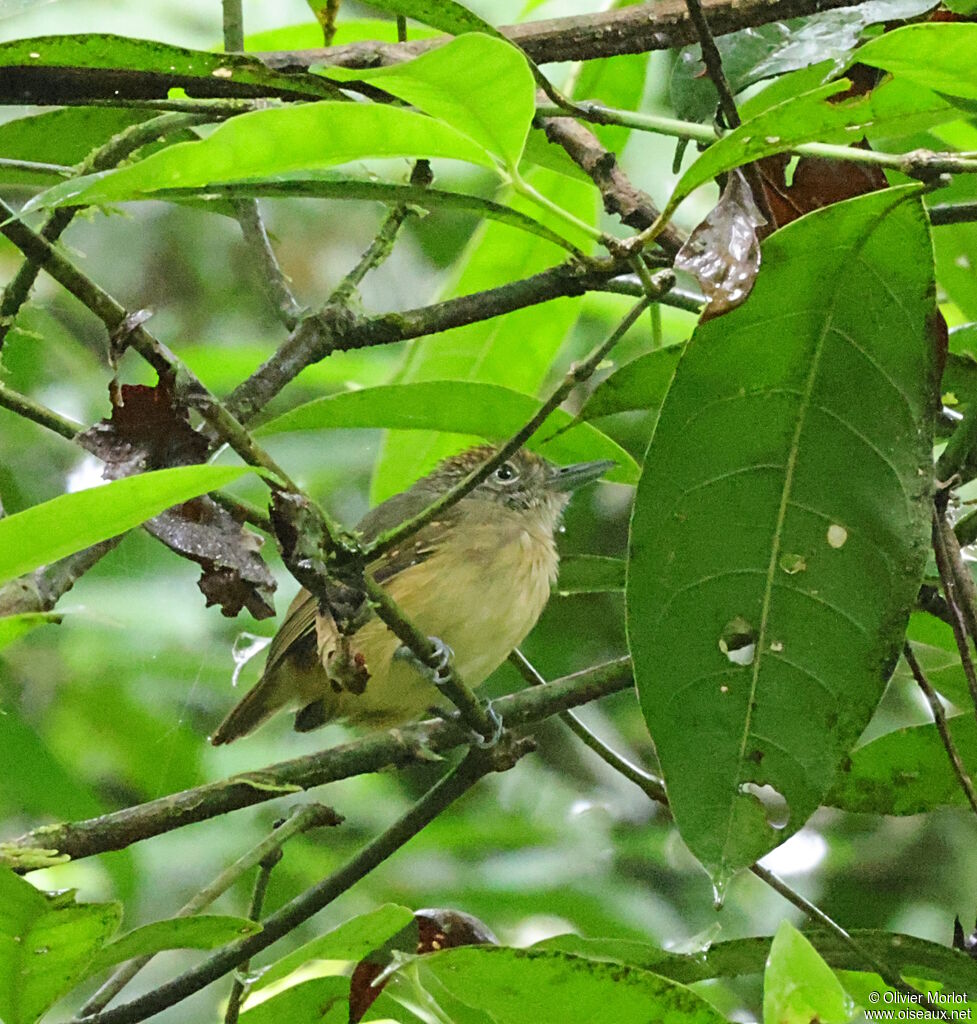 Spot-crowned Antvireo female