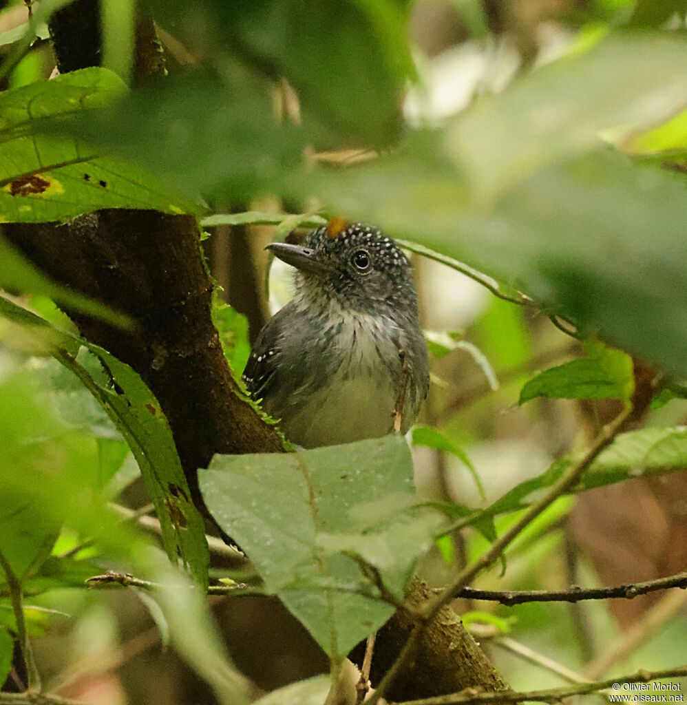 Spot-crowned Antvireo male