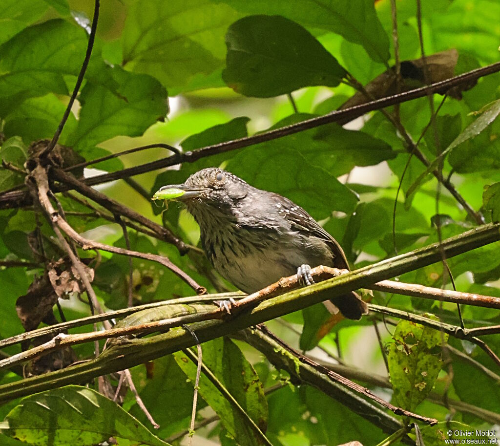 Spot-crowned Antvireo male