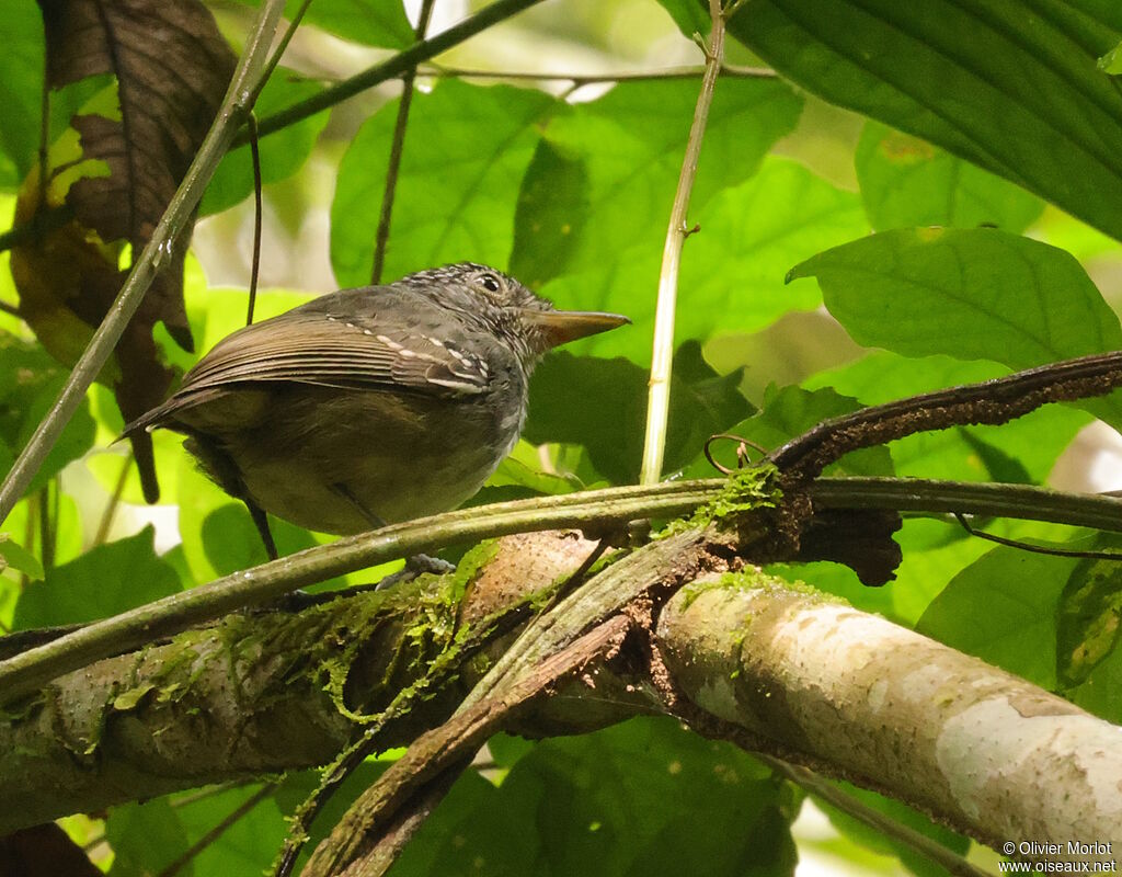 Spot-crowned Antvireo male