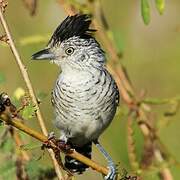 Barred Antshrike