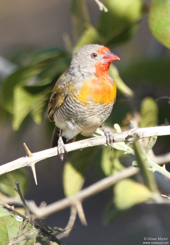 Green-winged Pytilia