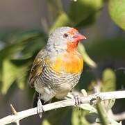 Green-winged Pytilia