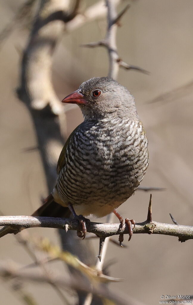 Green-winged Pytilia