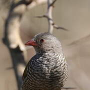 Green-winged Pytilia