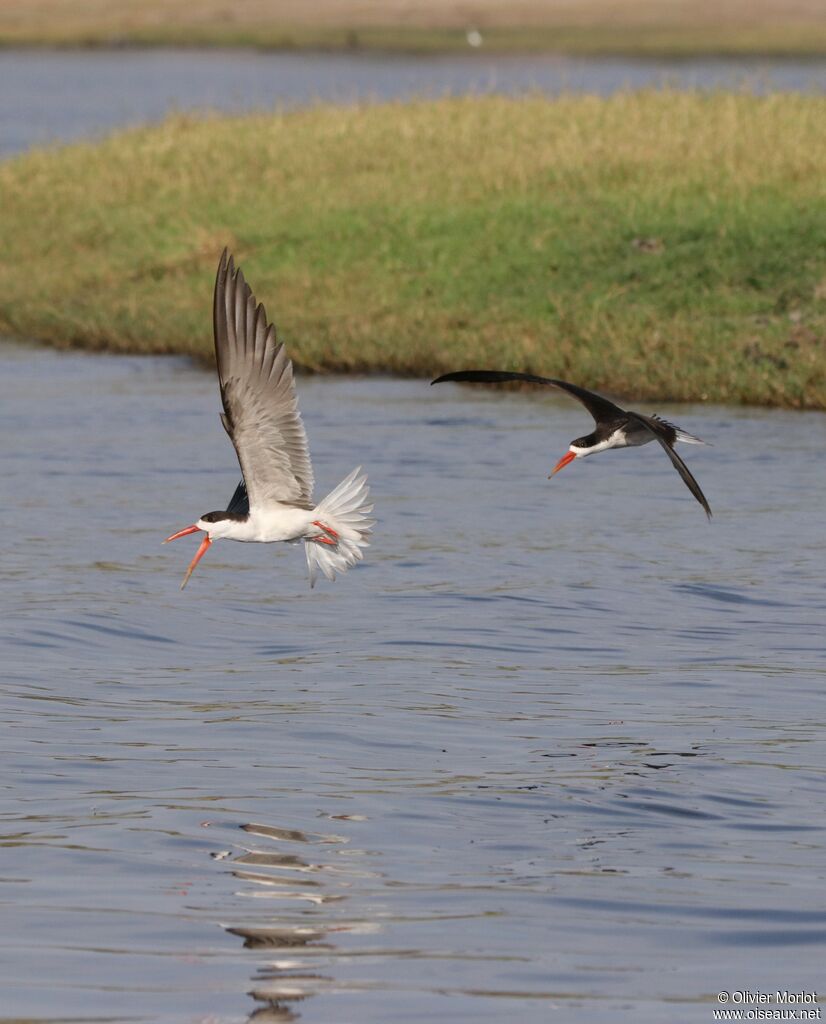 African Skimmer