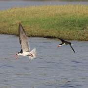 African Skimmer