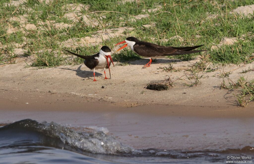 African Skimmer