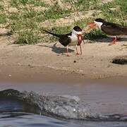 African Skimmer