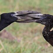 African Openbill