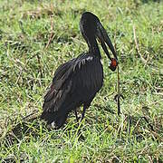 African Openbill