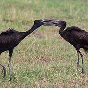 African Openbill