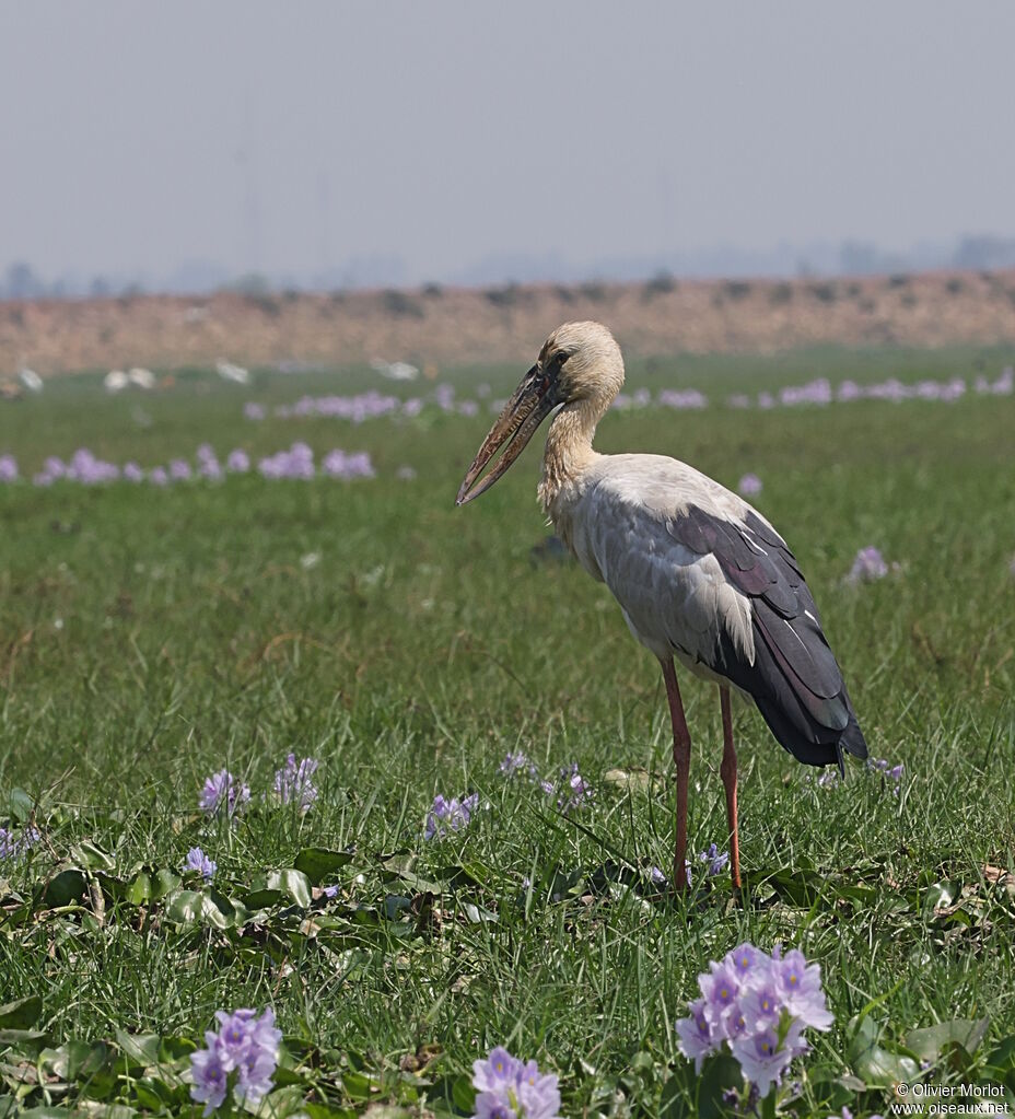 Asian Openbill