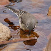 Cape Wagtail